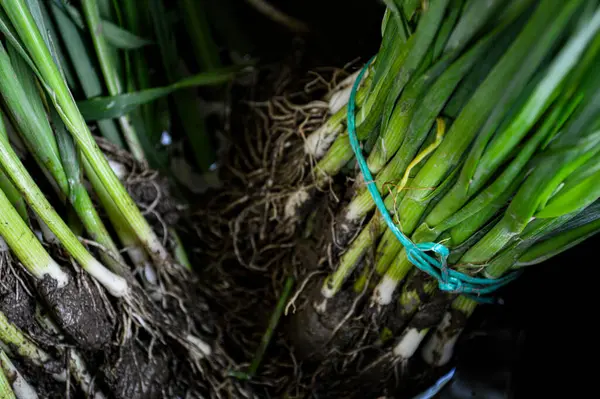 Bir tomar bitki kökü, bahçe işleri için mükemmel. Yüksek kalite fotoğraf