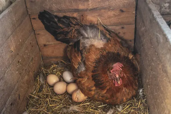Yuva kutusunda yumurtalarla oturan bir tavuk. Kümes hayvanları, yumurta ve tarım konuları için mükemmel. Yüksek kalite fotoğraf