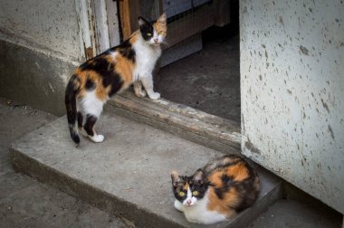 Köyün kapısında iki Calico Kedisi. Yüksek kalite fotoğraf