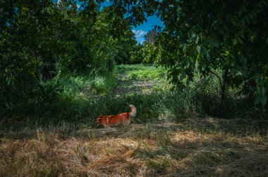 Ağaçların Gölgesi Altındaki Yeşil ve Kuru Alanı Keşfeden Köpek. Yüksek kalite fotoğraf