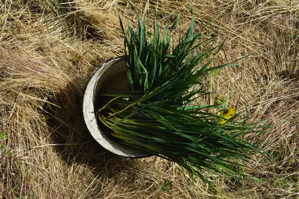 Bir Tarlada Saman Üzerine Kova İçinde Taze Yeşil Çimen. Yüksek kalite fotoğraf
