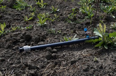 Genç Bitkilerle Toprak Sulama Hortumu. Yüksek kalite fotoğraf