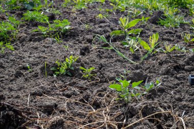 Toprak Yatağı Genç Yeşillerle Yeşillik Yetiştirmeye Hazırlandı. Yüksek kalite fotoğraf