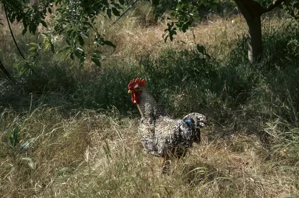 stock image Rooster in the Field: A Portrait of Rural Farm Life. High quality photo