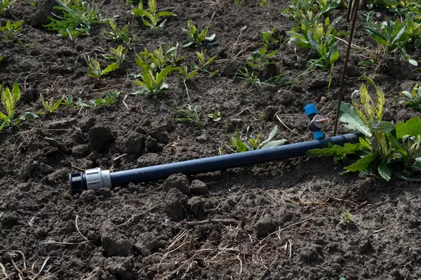 stock image Irrigation Hose on Soil with Young Plant Shoots. High quality photo