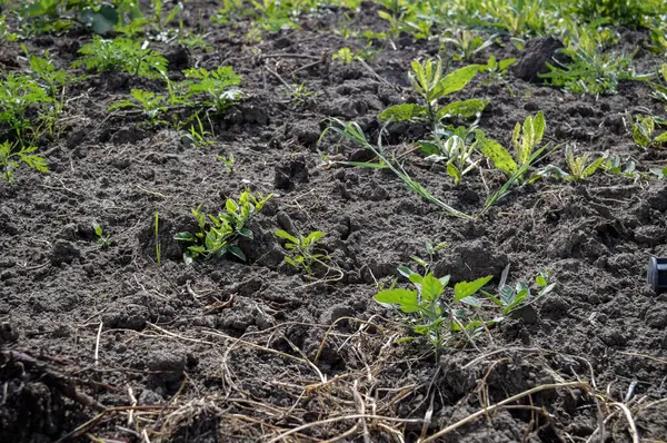 stock image Soil Bed Prepared for Planting with Young Greens Emerging. High quality photo