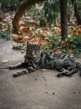 Çizgili Kedi Bahçede Açık Bir Yol 'da Yatıyor. Yüksek kalite fotoğraf