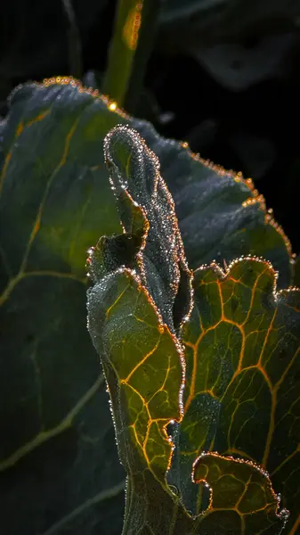 Güneş ışığının damarlarını ve kenarlarını aydınlattığı bir yaprağın yakın çekimi. Yüksek kalite fotoğraf