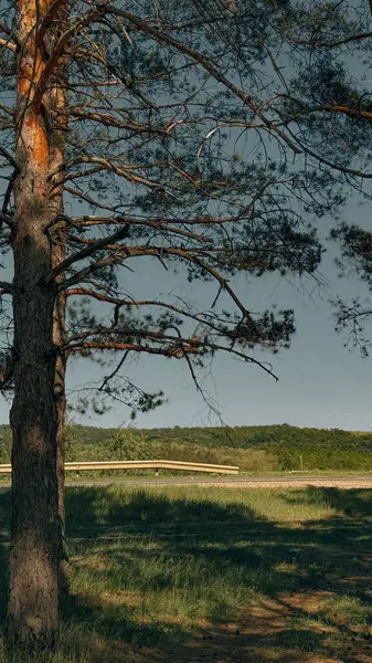 Uçsuz bucaksız bir araziye bakan çam ağacı. Yüksek kalite fotoğraf
