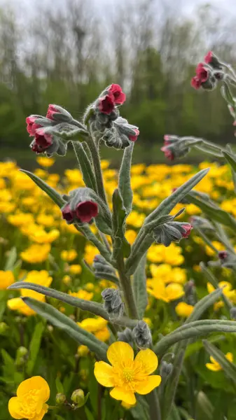 Sarı Arkaplan Karşısında Kırmızı Çiçekler 'in yakın çekimi. Yüksek kalite fotoğraf