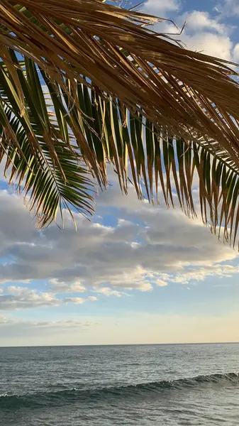 Tropik Palmiye Ağacı Bulutlu Gökyüzüne Karşı. Yüksek kalite fotoğraf