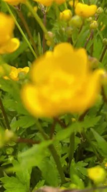 Çiçek açan sarı düğme çiçeği tarlası. Yüksek kaliteli FullHD görüntüler