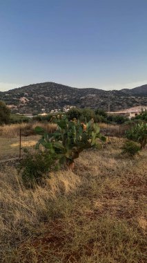 Sunset 'te Cacti ve Hills ile Kuru Peyzaj. Yüksek kalite fotoğraf