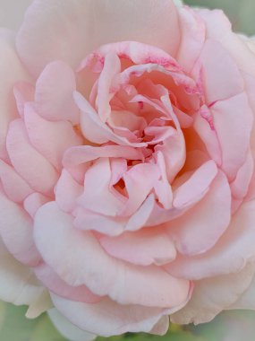 Yumuşak Pembe Gül Tam Güzellikte Çiçek Açar. Yüksek kalite fotoğraf