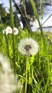 Yeşil Çimenli Karahindiba Puff ve Bulanık Arkaplan. Yüksek kalite fotoğraf