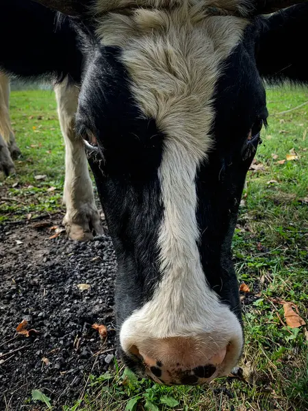Güneşli bir arazide meraklı inek otluyor. Yüksek kalite fotoğraf