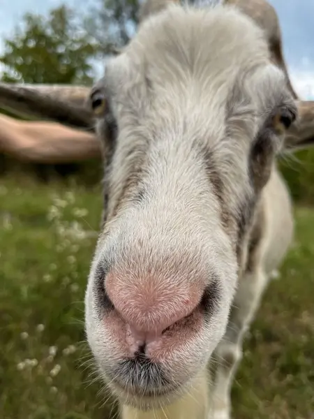 Yeşil Tarladaki Meraklı Keçi 'nin yakın çekimi. Yüksek kalite fotoğraf