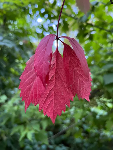 Ağaçtaki Parlak Kırmızı Yaprak 'ın yakın çekimi. Yüksek kalite fotoğraf