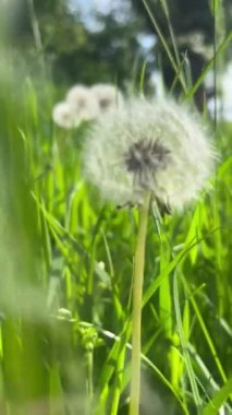 Yeşil Çimen Tarlası 'nda karahindiba. Yüksek kaliteli FullHD görüntüler