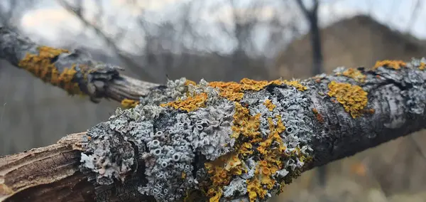 Ağaç dalında büyüyen bir liken yakın plan, karmaşık dokuları ve doğal büyüme şekillerini gösteriyor. Yüksek kalite fotoğraf