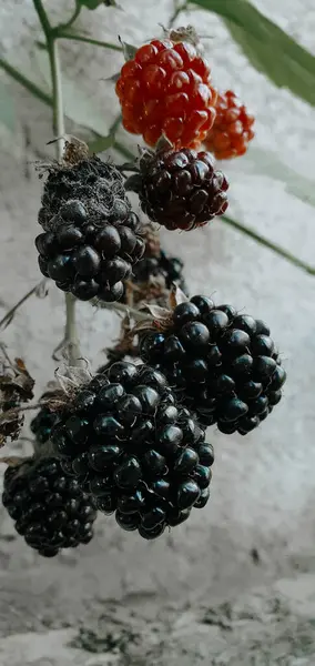 Olgun böğürtlenlerin yakın çekimi ve birkaç tane de olgunlaşmamış kırmızı böğürtlen asması. Yüksek kalite fotoğraf