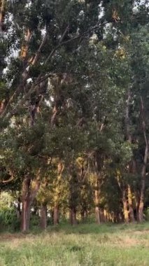 Yaz günü yeşil ağaçlar ve çalılarla karışık ormandan vurulan hiç kimsenin izini sürmek. Yüksek kalite 4k görüntü