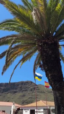 Arka planda sallanan İspanyol ve Kanarya Adaları bayraklarıyla uzun palmiye ağaçları Tenerife 'nin dağlık arazisine kurulmuştur. Yüksek kalite 4k görüntü