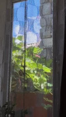 Dantel bir perdeden gelen güneş ışığının görüntüsü, dışarıda yeşil yapraklar ve mavi gökyüzü görülebilir, içeride barışçıl bir atmosfer yaratıyor. Yüksek kalite 4k görüntü