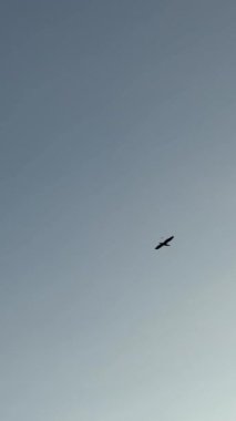 Uzak ağaçlarla dolu bir köy manzarasının rengarenk bir günbatımı manzarası. Yüksek kalite 4k görüntü