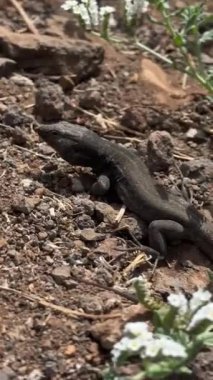 Tenerife 'deki Rocky Ground' da kertenkele. Yüksek kalite 4k görüntü