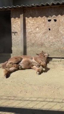 Bir kalem içinde duran bir lama, eşsiz yünü ve güneşli bir günde yakalanan nazik ifadesi. Yüksek kalite 4k görüntü