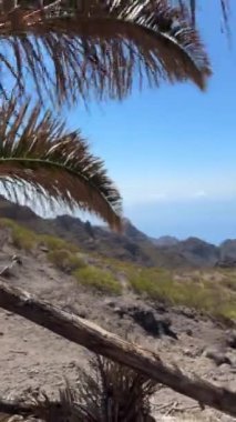 Tenerife 'nin dağlık manzarasının panoramik manzarası. Önplanda, parlak mavi bir gökyüzünün altında agave bitkileri var..