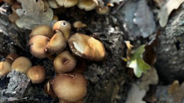 Doğal ortamdaki büyük bir kayanın üzerinde yetişen çeşitli mantarlar eşsiz özelliklerini ve renklerini sergiliyor.