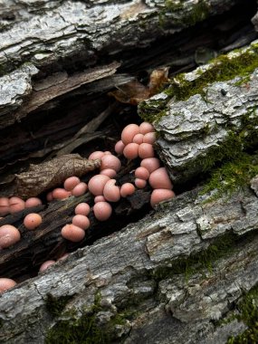 Bu, üzerinde çeşitli mantarların yetiştiği, doğa ekosistemlerinin güzelliğini gösteren kaba bir ağaç gövdesinin detaylı bir yakın çekimi.