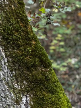 Bu resim, canlı yeşil yosunlarla kaplanmış bir ağaç gövdesinin yakın çekimini gösteriyor. Doğal hayata hayat veriyor.