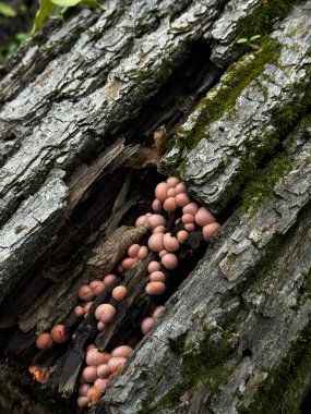 Bu resim, üzerinde mantar yetişen bir ağaç gövdesinin yakından görüntüsünü içeriyor. Etrafımızdaki doğanın güzelliğini gösteriyor.