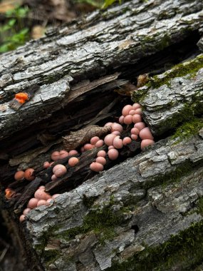 Bu, yüzeyinde belirgin bir şekilde büyüyen çeşitli renkli mantarların yer aldığı bir ağaç gövdesinin yakın görüntüsü.