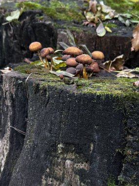 Mantar kümesi, mantarlar ve çevreleri arasındaki büyüleyici ilişkiyi gösteren ahşap bir bölümde gelişiyor.