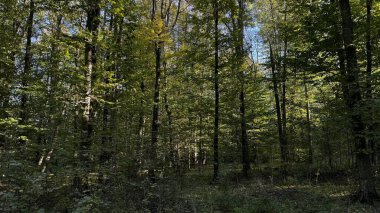 Sayısız ağaç ve gür çalılarla dolu uçsuz bucaksız bir orman, hepsi güzel, açık bir günün güneşinin altında güneşleniyor.