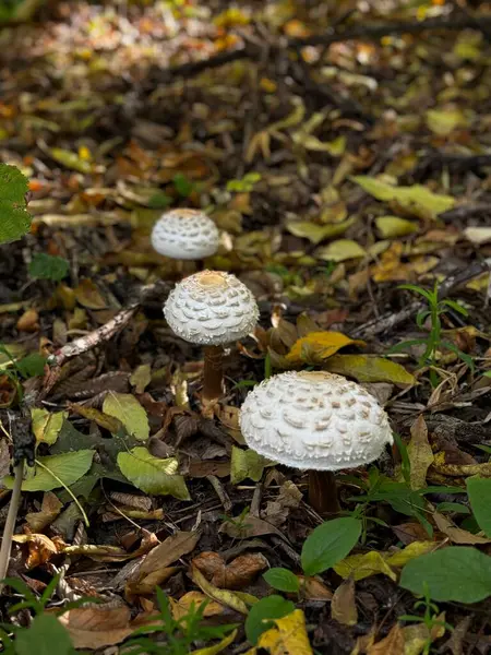 Huzurlu, doğal bir ortamda orman zemininde çeşitli mantar grupları gelişerek ormanda güzel bir manzara yaratıyor.