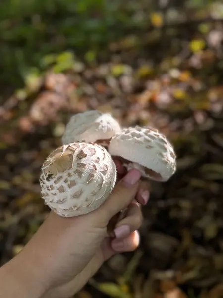 Bir insan şu anda elinde taze mantarlar tutuyor ve bu da yiyecek arama ve doğa keşiflerine olan ilgisini gösteriyor.