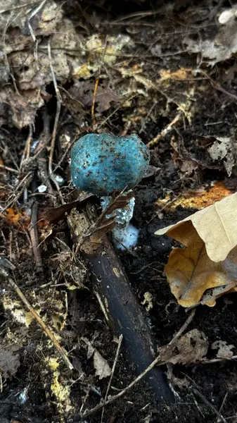 Aşağıdaki zengin, karanlık topraktan canlı bir mavi mantarın güzel bir şekilde doğanın harikalığını resmettiği görülmektedir.