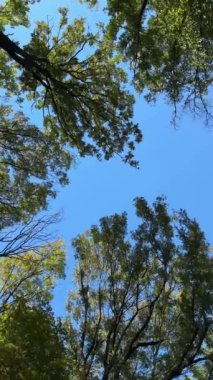 Huzurlu bir perspektif, canlı ağaçları, berrak mavi gökyüzünü güzel çerçeveletip, derin sükuneti somutlaştırıyor.