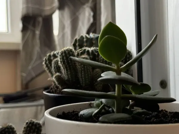 Pencere tarafından yerleştirilmiş çeşitli sulu bitkilerle dolu güzel ve canlı bir iç mekan düzeneği.