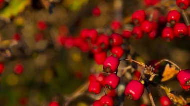 Doğada şube üzerine kırmızı böğürtlenler. Yüksek kalite fotoğraf