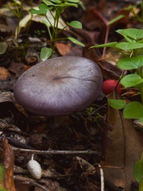 Orman zemininde büyüyen mor mantarlar. Yüksek kalite fotoğraf