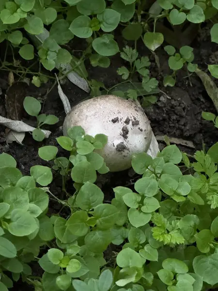 Yeşil Yapraklar Arasında Büyüyen Mantar. Yüksek kalite fotoğraf