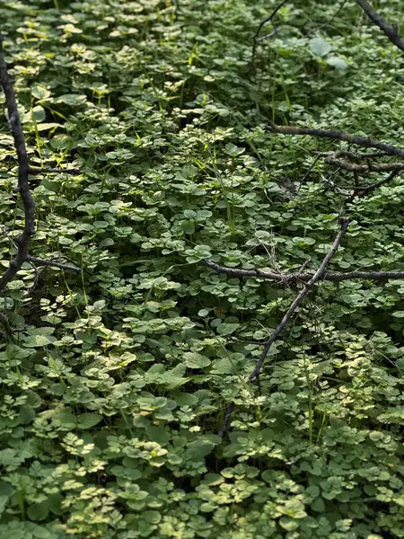 Ormandaki yoğun yeşil bitki örtüsü. Yüksek kalite fotoğraf