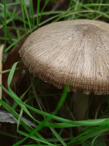  Çimenlerin Arasındaki Mantar 'ın Yakın Çekimi. Yüksek kalite fotoğraf