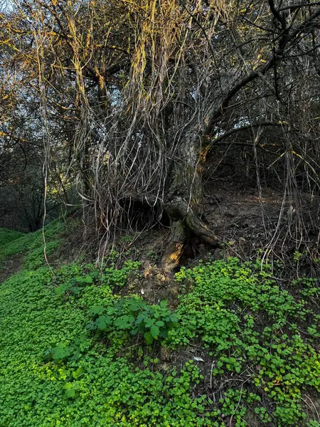 Yoğun Yeşil Çalı ile Gnarled Tree. Yüksek kalite fotoğraf